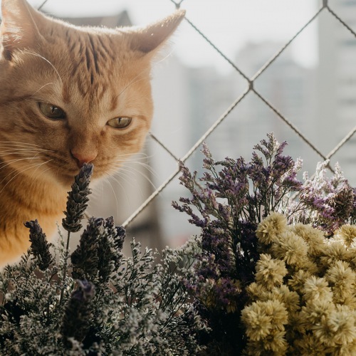 Cute orange cat smelling flowers in a window